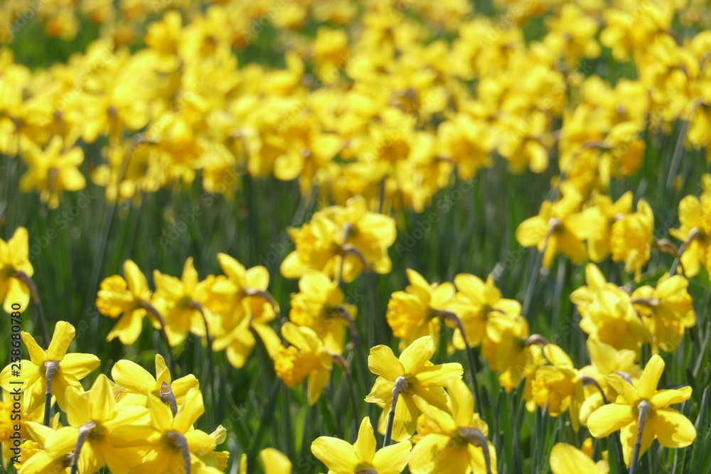 Fototapeta premium Gelbe Narzissen, Narzissenblüte (Narcissus Pseudonarcissus)