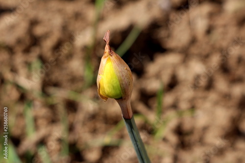 Narcissus or Daffodil or Daffadowndilly or Jonquil perennial herbaceous bulbiferous geophytes flowering plant with fully closed yellow flower planted in local garden on warm sunny spring day photo