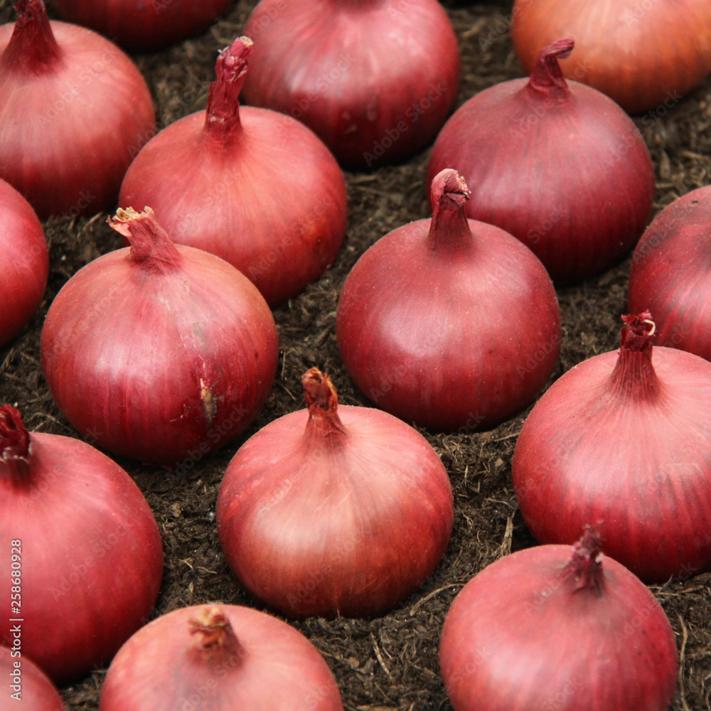 Full frame image of perfect red onions on display at a garden show