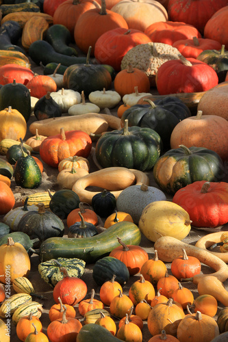 Variety of colorful pumpkins and gourds and squash on display at a garden show