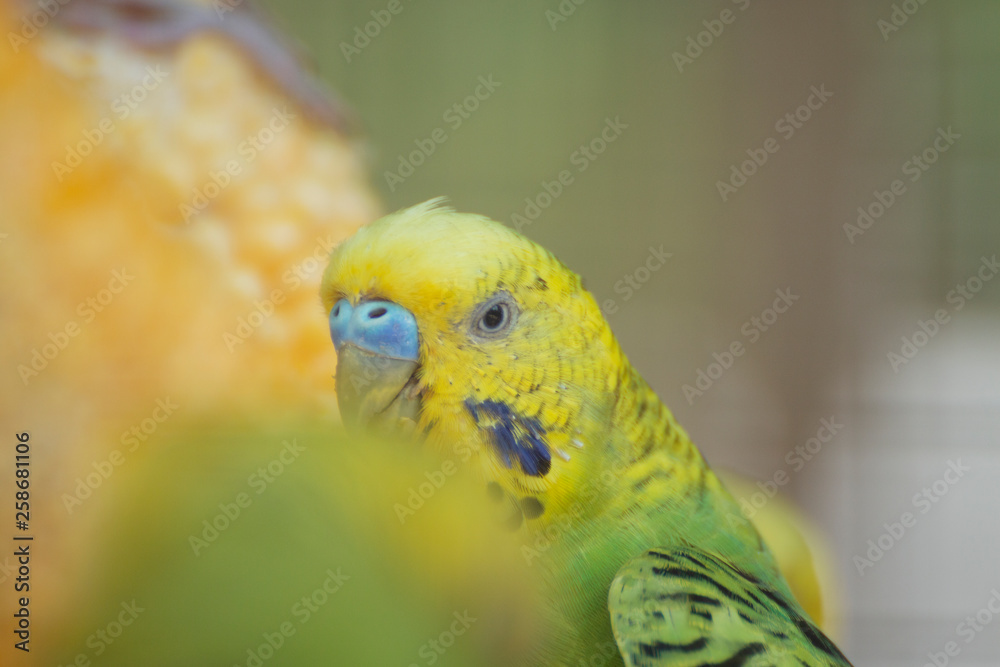 Fototapeta premium portrait of parakeets on a corn.