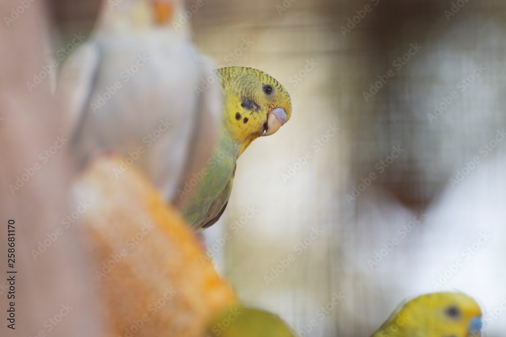 portrait of parakeets on a corn.