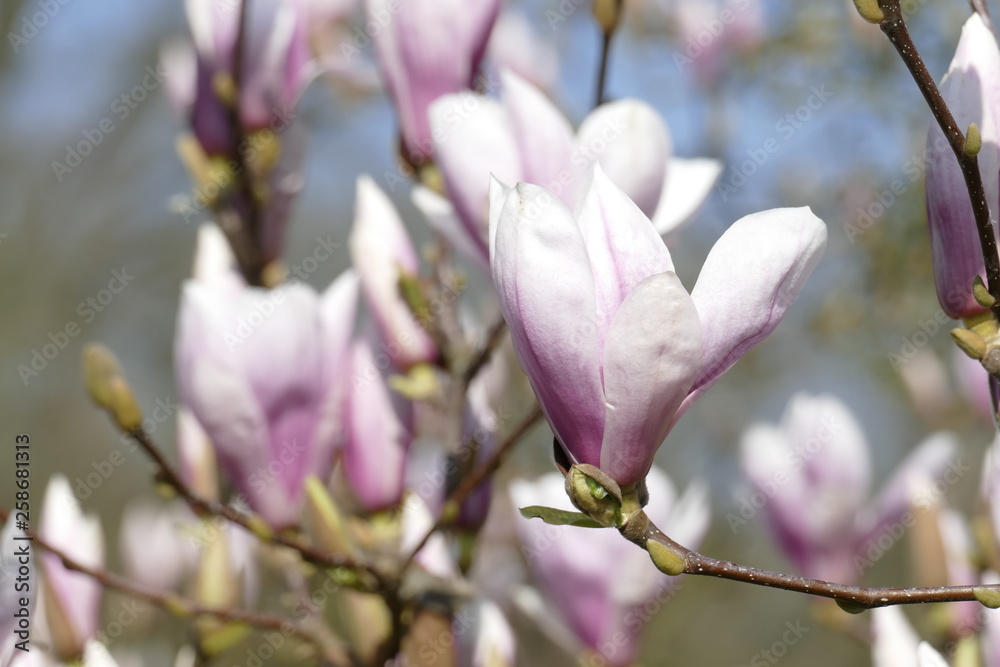 Rosa Magnolienblüten auf Baumzweigen ,Deutschland Rosa Magnolienblüten auf Baumzweigen ,Deutschland