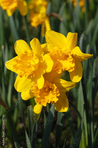 Fototapeta Naklejka Na Ścianę i Meble -  Gelbe Narzissen, Narzissenblüte  (Narcissus Pseudonarcissus)