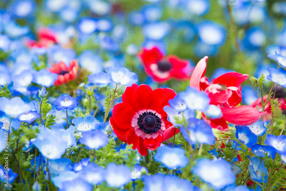 春に咲く青いネフォフィラと赤いアネモネ Stock Photo Adobe Stock