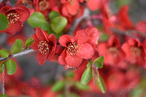 Japanische Zierquitte (Chaenomeles japonica) photo