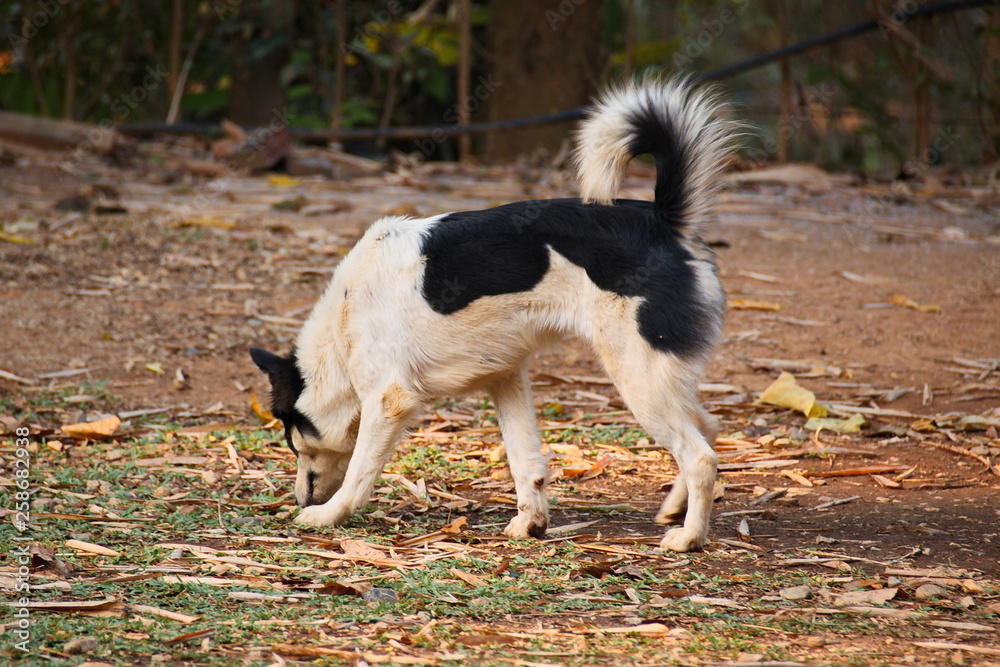 Black and White Stray Dog