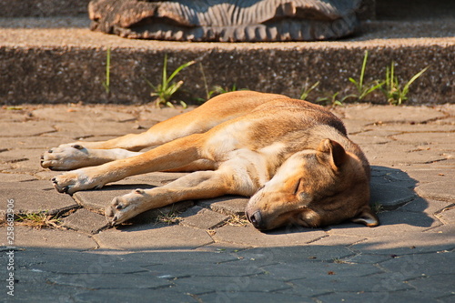 Sleeping Stray Dog © tawunap159