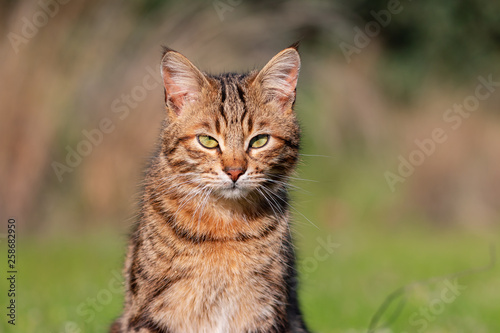 young domestic cat sitting in grass. phoot with blur background.