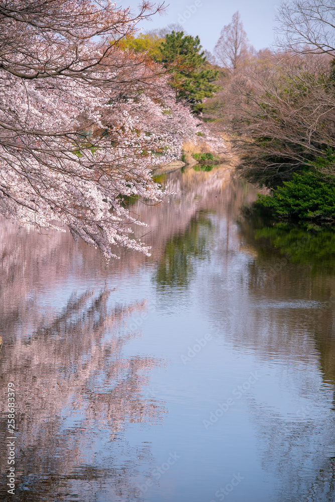 水元公園の桜（縦）