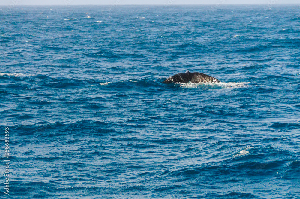 Tail fin of a diving southern right whale. Tail fin of a diving southern right whale.