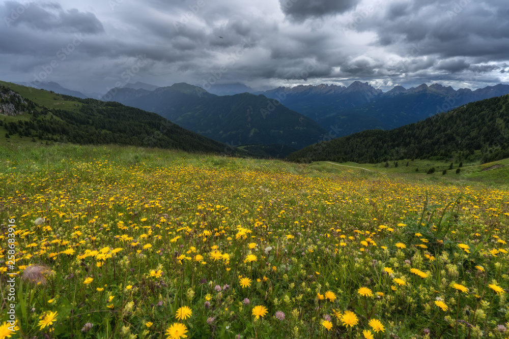 meadow with yellow flowers