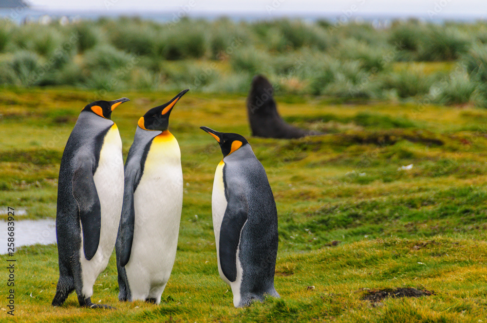 Fototapeta premium King Penguins on Salisbury Plains