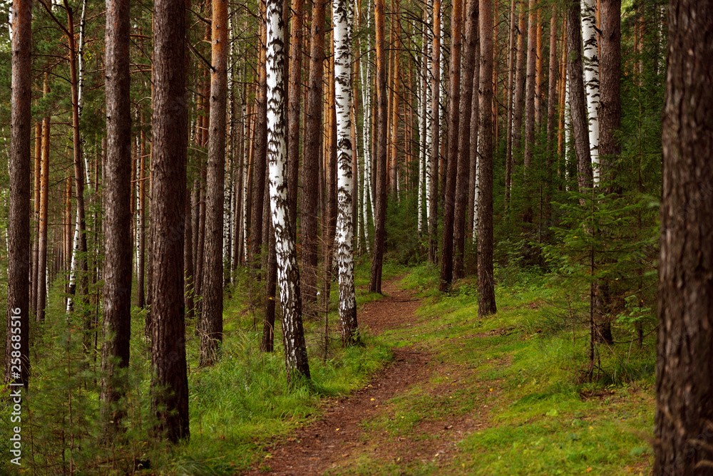 Obraz premium path in the forest