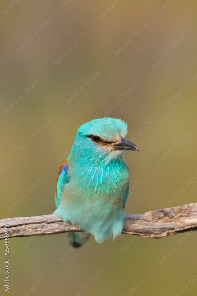 Fototapeta premium European roller perched on a branch. Coracias garrulus.