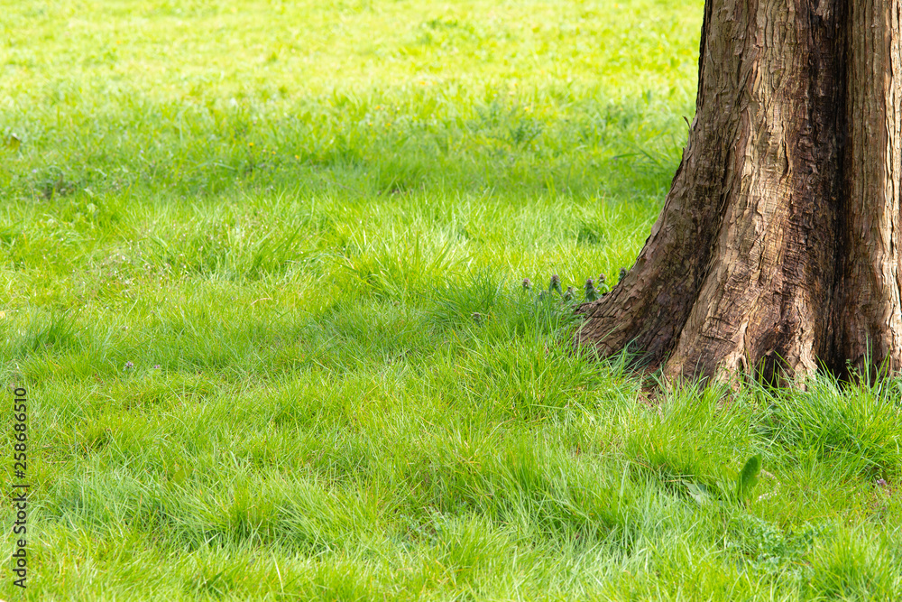 Obraz premium 公園の芝生のイメージ