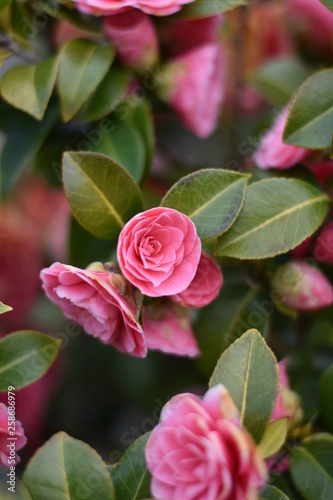 Garten-Kamelie - rosa Blüten