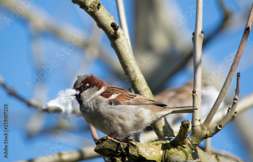 Sparrow, nesting bird with cotton wool in beak