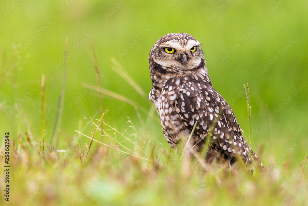 owl, burrowing, athene, cunicularia, bird, wildlife, nature, eyes, florida, yellow, raptor, isolated, brown, background, ornithology, wild, burrow, animal, prey, predator, hunter, coral, cape, cute, o owl, burrowing, athene, cunicularia, bird, wildlife, nature, eyes, florida, yellow, raptor, isolated, brown, background, ornithology, wild, burrow, animal, prey, predator, hunter, coral, cape, cute, o