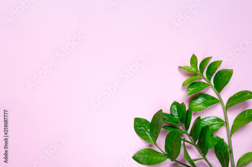 Creative flat lay top view of green leaves millennial pink paper background with copy space. Minimal leaf plants summer concept template for your text or design.