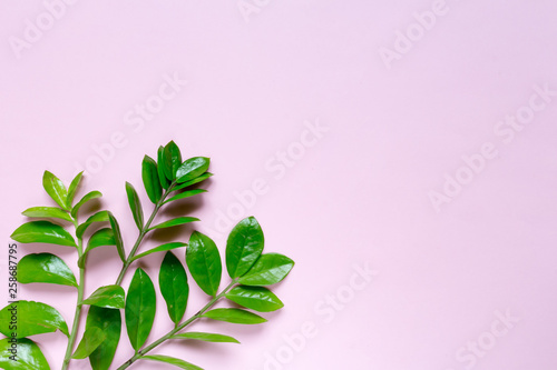 Creative flat lay top view of green leaves millennial pink paper background with copy space. Minimal leaf plants summer concept template for your text or design.