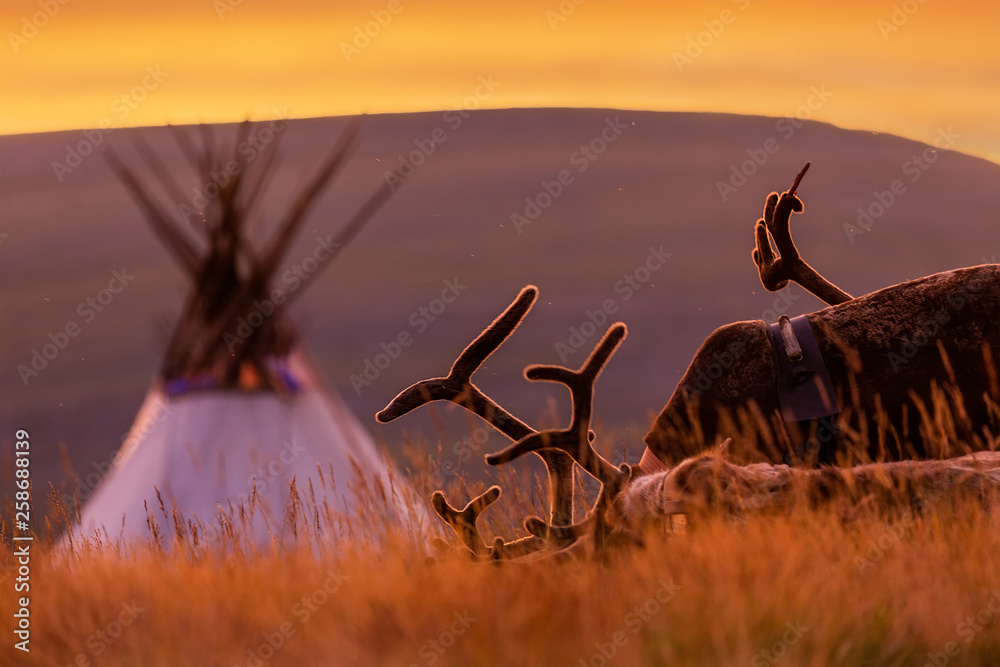 Deer near the choom at sunrise - obrazy, fototapety, plakaty 