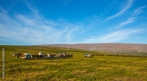 Nenets, nomads, reindeer herders transfer camp to a new place