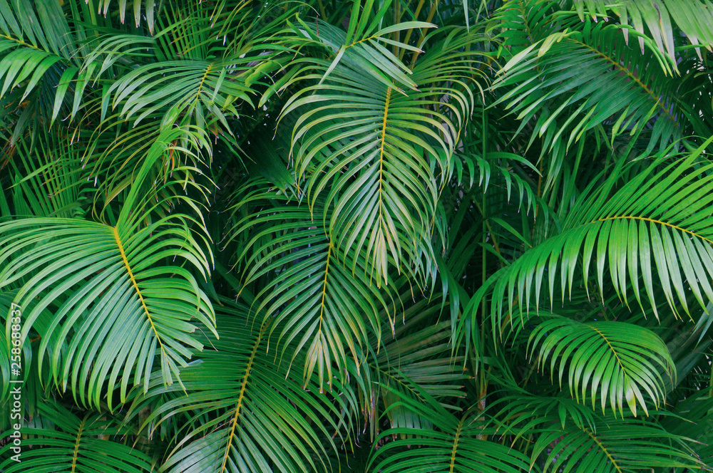 Palm leaves background. Natural green backdrop. Palm leaves background. Natural green backdrop.