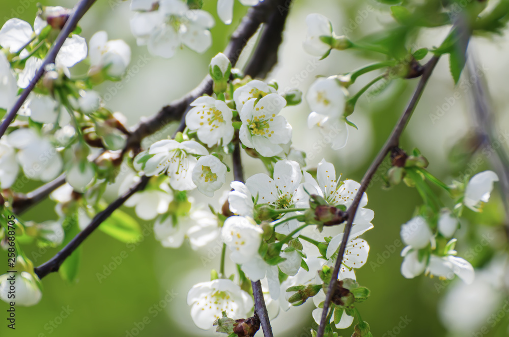 Cherry flowers frame Cherry flowers frame