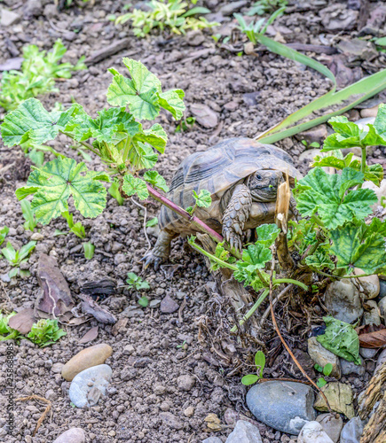 Turtle Testudo Marginata european landturtle closeup wildlife photo