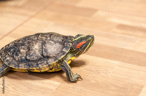 a turtle on the floor at home