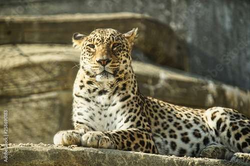 Persische Leoparden