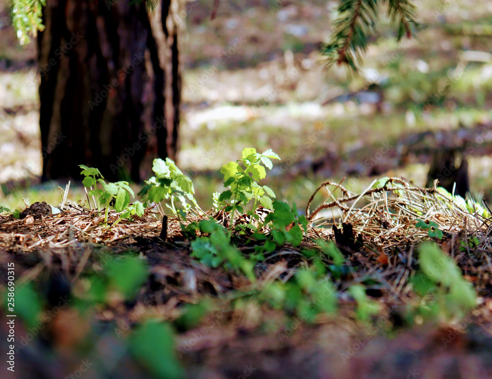 Obraz premium молодые растения в лесу