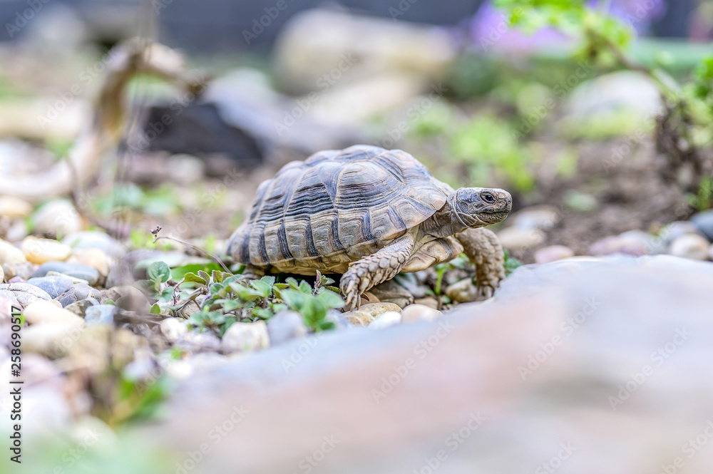 Fototapeta premium Turtle Testudo Marginata european landturtle closeup wildlife