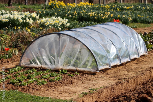 Small garden greenhouse made of metal pipes and transparent nylon and used to grow lettuce surrounded with vegetables and flowers in local garden on warm sunny spring day