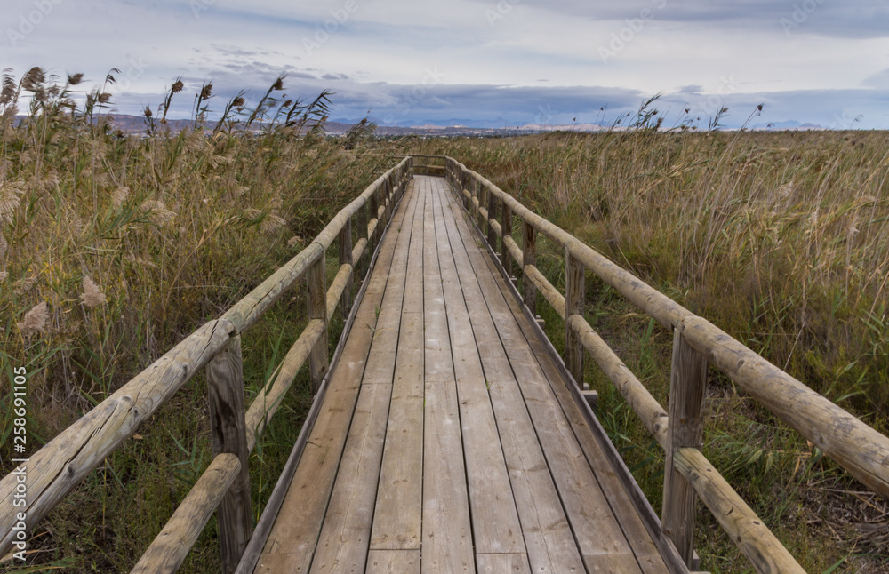 view of a wooden walkway between the reeds and the vegetation of a wetland on cloudy day