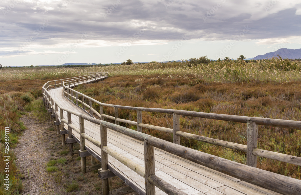 view of a wooden walkway between the reeds and the vegetation of a wetland on cloudy day