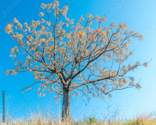 Papier peint arbre en fleur dans le soleil