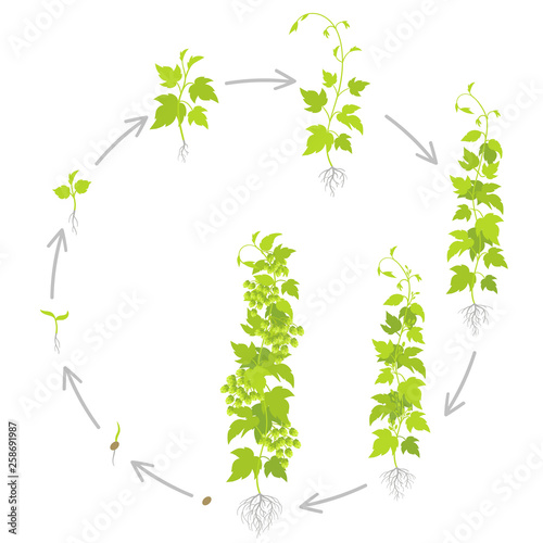 Round crop stages of hop plant. Circular growing hop cones. Planting lupulus humulus. Vector flat Illustration. Main flavor ingredient in beer.