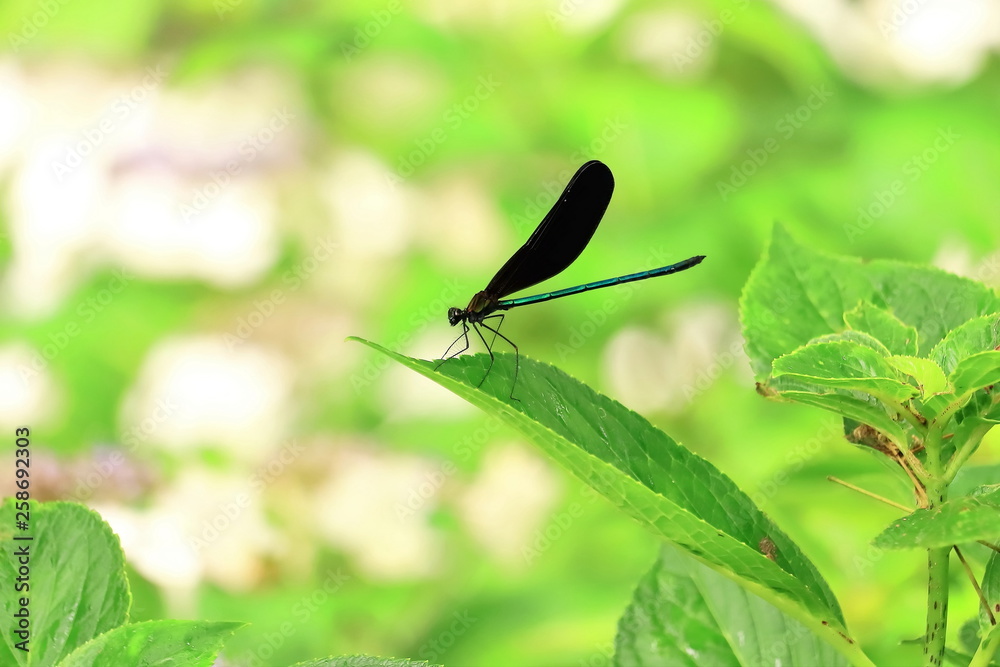 Fototapeta premium はぐろとんぼ