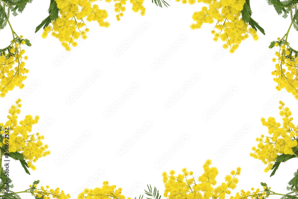 frame from Yellow Mimosa flowers (Acacia) isolated on a white background.free space for text