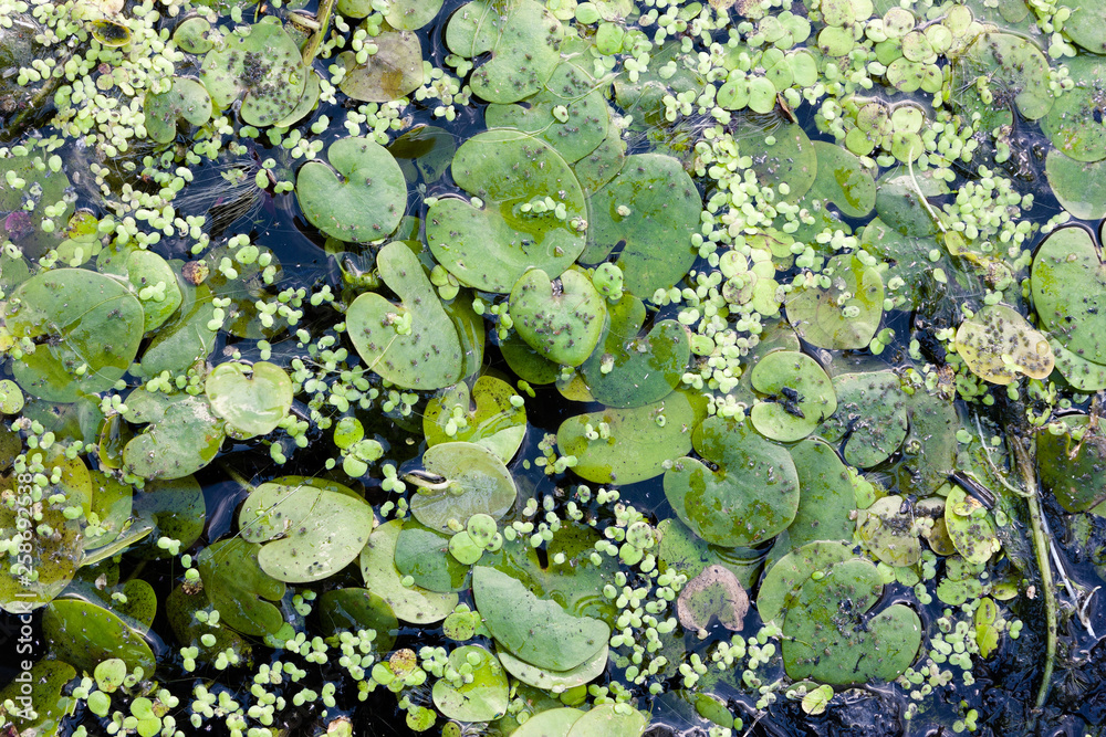 Duckweed and water lilies on the water surface. River and marsh vegetation. Duckweed and water lilies on the water surface. River and marsh vegetation.