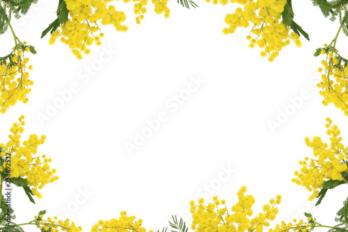 frame from Yellow Mimosa flowers (Acacia) isolated on a white background.free space for text