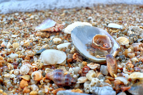shells on the beach © nekrasov50