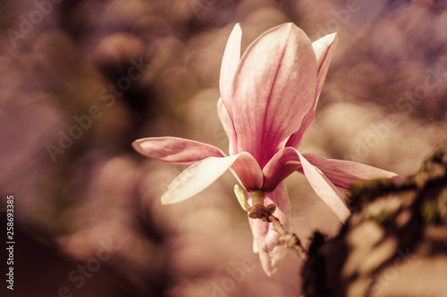 blume  pink  natur  fr  hling  pflanze  aufbl  hen  magnolia  bl  hen  garden  wei    blume  sch  n  green  sch  nheit  flora  baum  makro  floral  lila  sommer  isoliert  tulpe  aufl  sungszeichen  blatt  m