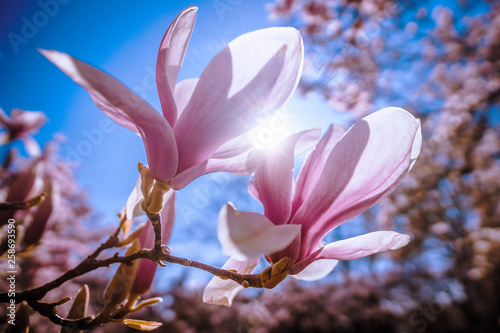 Magnolienblüten im Sonnenlicht vor blauem Himmel