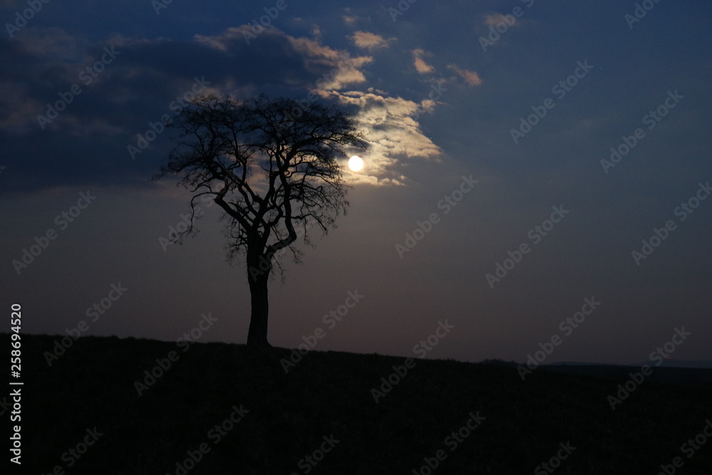 Baum im Schatten des Vollmondes