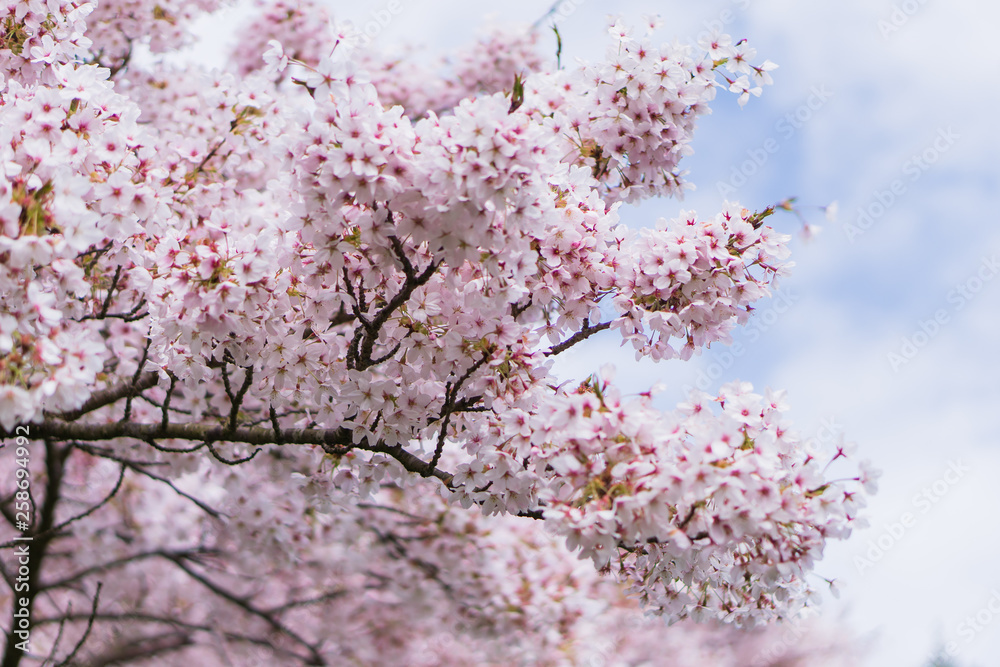 Ornamental Cherry Tree Blossom Ornamental Cherry Tree Blossom