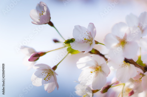 Fototapeta Naklejka Na Ścianę i Meble -  Ornamental Cherry Tree Blossom