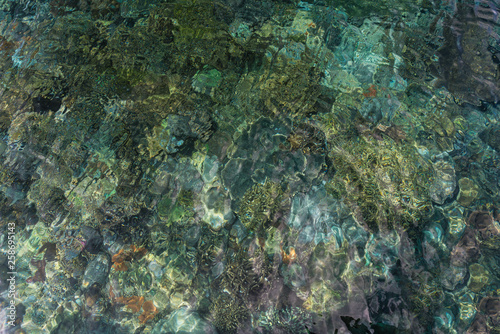 Corals in the shallow water of the sea in Padar Island, Indonesia